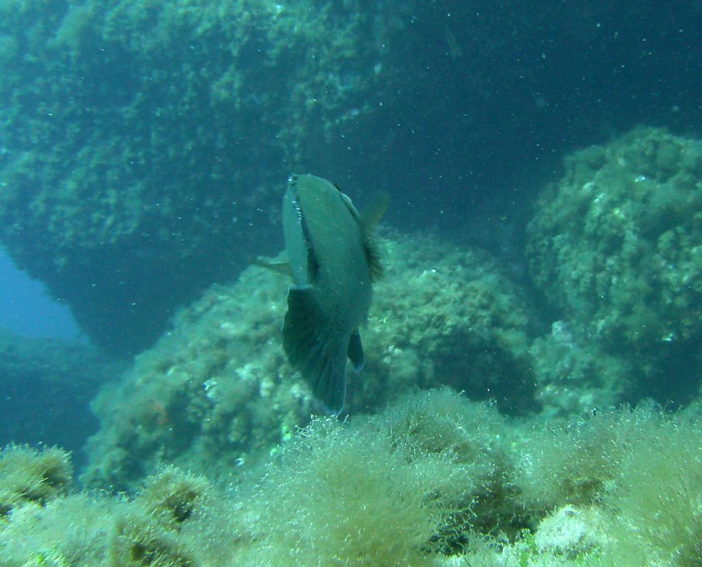 Labrus merula da AMP di Portofino